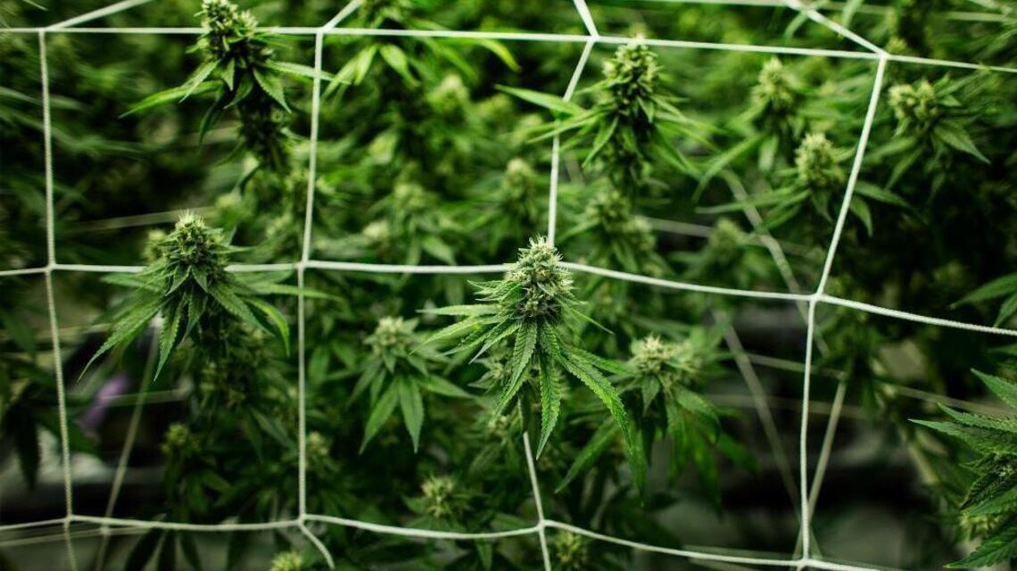 Coalinga made millions from pot, so why could some city employees lose their jobs?