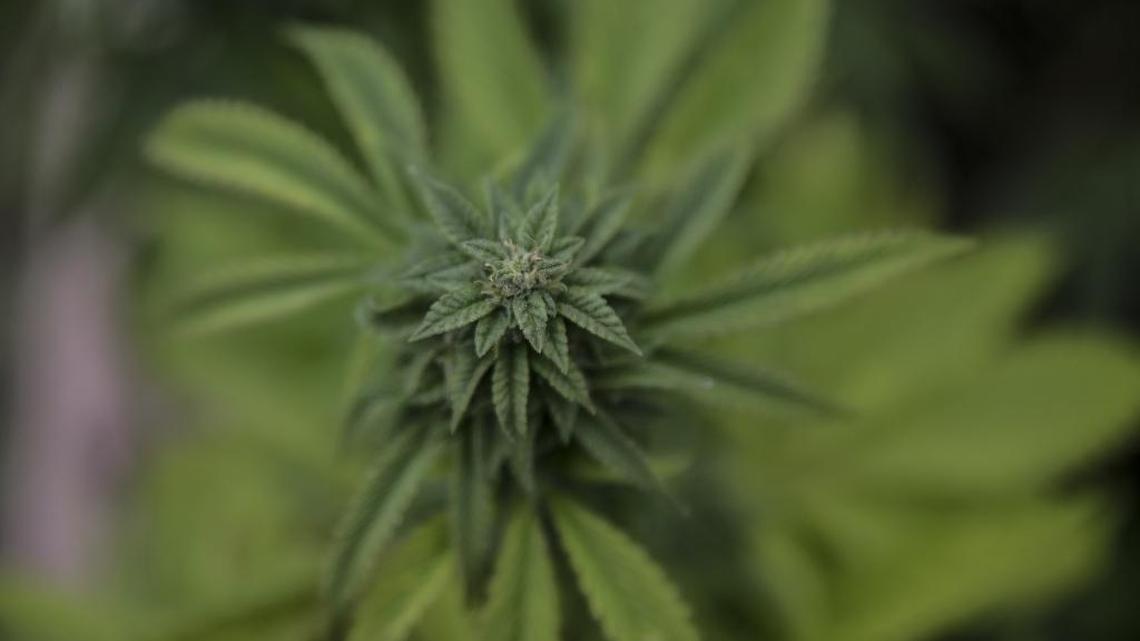 A cannabis plant grown by Sunshine Johnston, 43, and her husband Eric, 41, on a small family farm in Humboldt County, California.