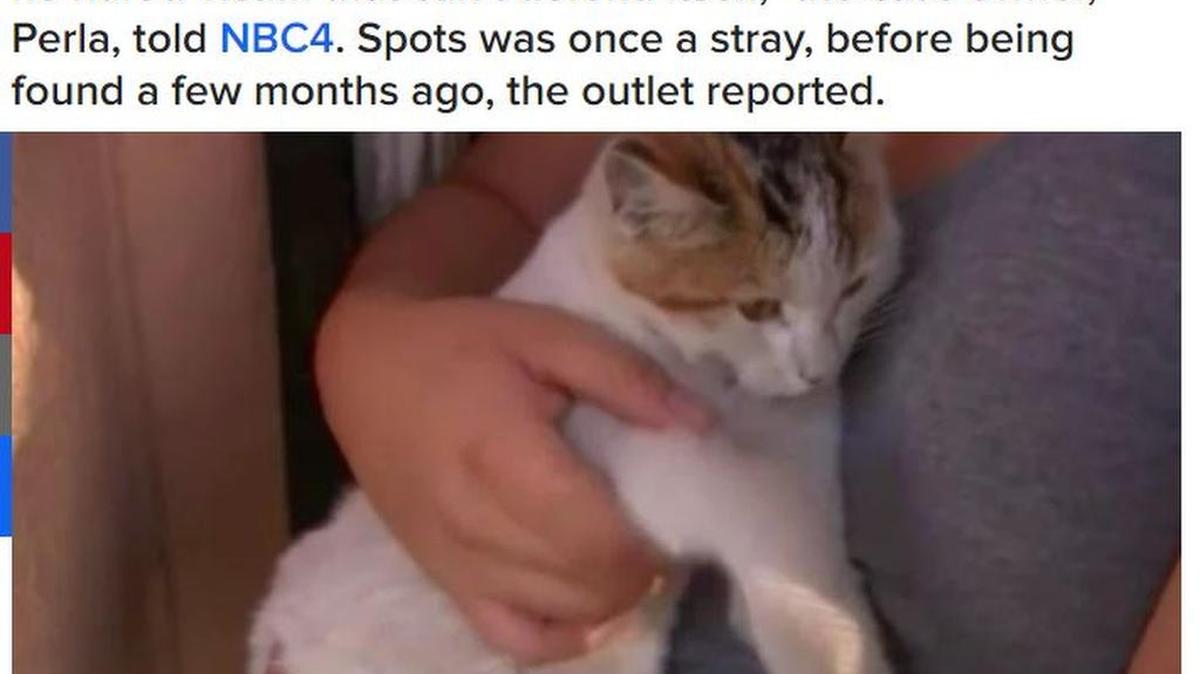 Spots, the kitten, suffered a broken leg and internal injuries after being thrown onto the street by a 16-year-old.