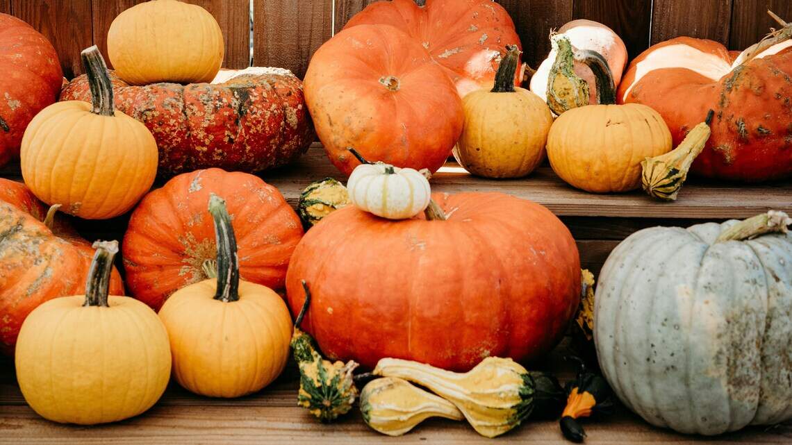Best pumpkin patches in Fresno? Here’s 8 fun, affordable & family-friendly spots