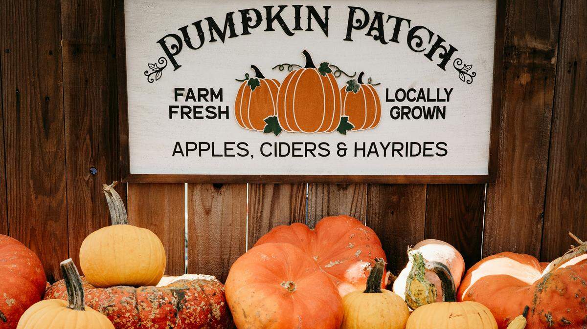 Here are 8 of the best pumpkin patches Fresno has to offer, with affordable fun for the whole family.