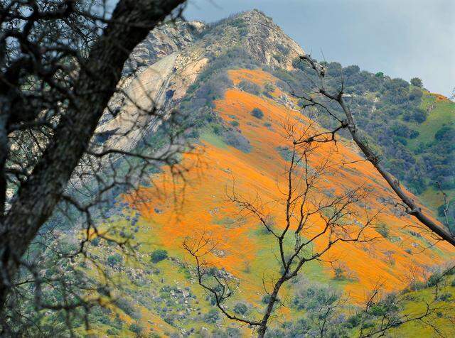 A distant hillside is blanketed with poppies near Balch Camp, April 18, 2020.