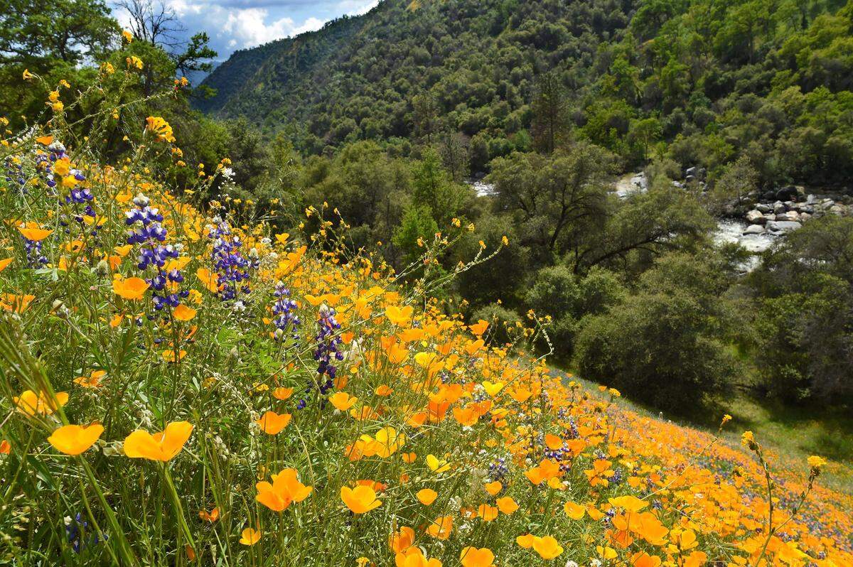 Poppies, lupines and fiddlenecks soak up the sun amidst lush spring foliage of a hillside overlooking Dinkey Creek, April 18, 2020, near Balch Camp, in the Kings River watershed, where wildflowers are profuse this year. Late rains will likely extend the wildflower display this year.