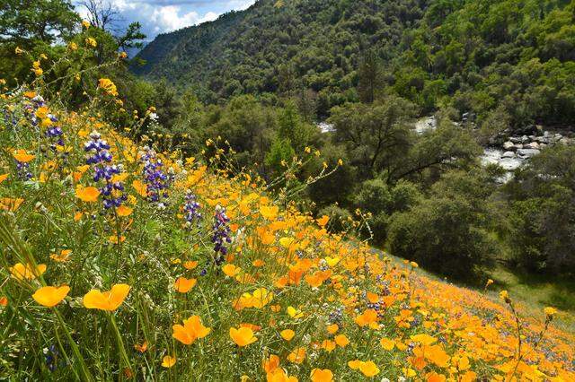 Poppies, lupines and fiddlenecks soak up the sun amidst lush spring foliage of a hillside overlooking Dinkey Creek, April 18, 2020, near Balch Camp, in the Kings River watershed, where wildflowers are profuse this year. Late rains will likely extend the wildflower display this year.