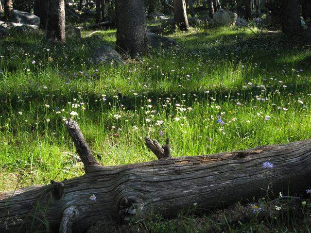 Wildflowers bloom in the Lyell Canyon near the John Muir Trail in the Tuolumne Meadows area of Yosemite National Park in August 2006.