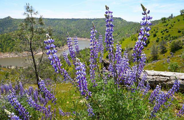 Wild lupines bloom next to the San Joaquin River Trail and upper Millerton Lake on Wednesday, April 12, 2023. 