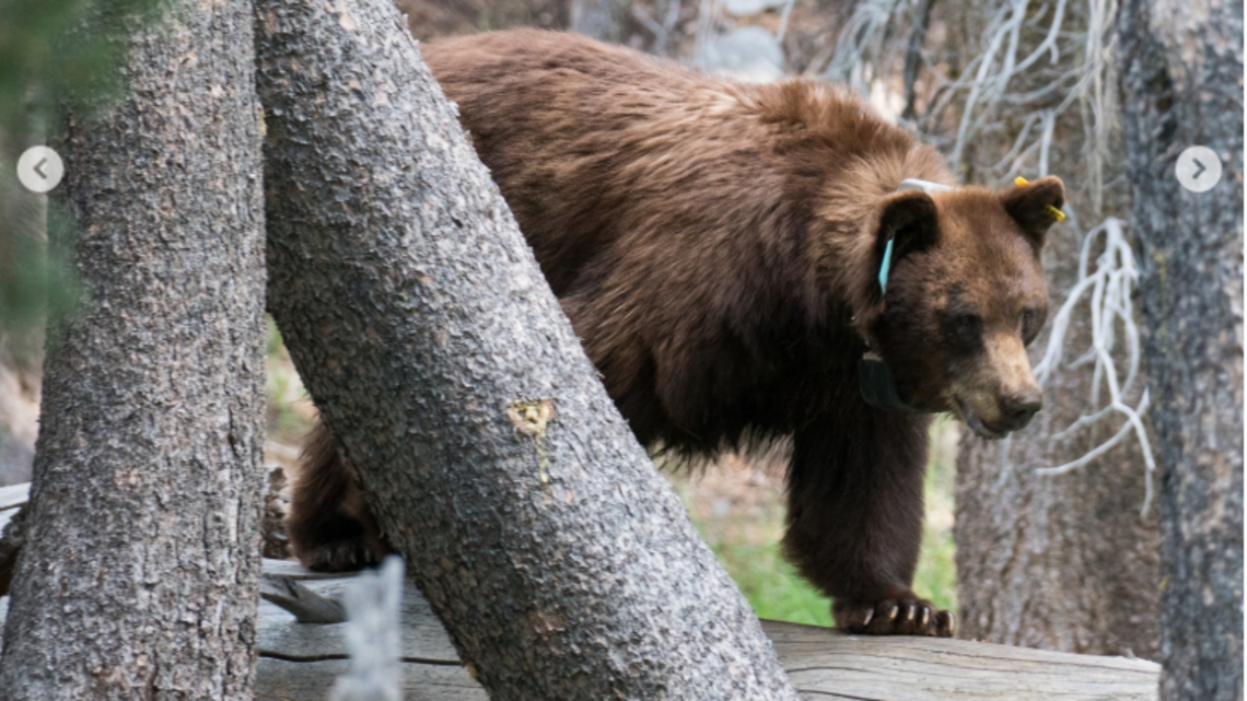 Best-read: Uninvited black bear; Fresno City Council endorsements; 13YO dies on e-scooter
