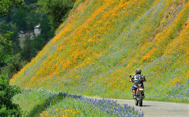 A motorcyclist rides past a dazzling wall of poppies and lupines on Fresno Vomac Road near Balch Camp, April 18, 2020.