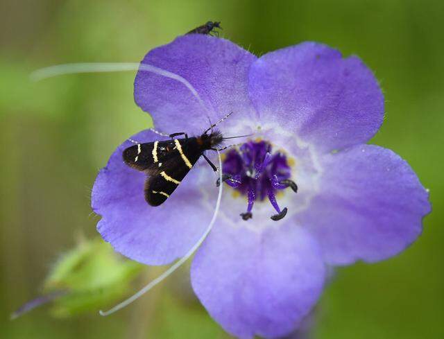 A tiny winged insect with long antennae moves along the bloom of a baby blue eyes wildflower near Balch Camp, April 18, 2020.