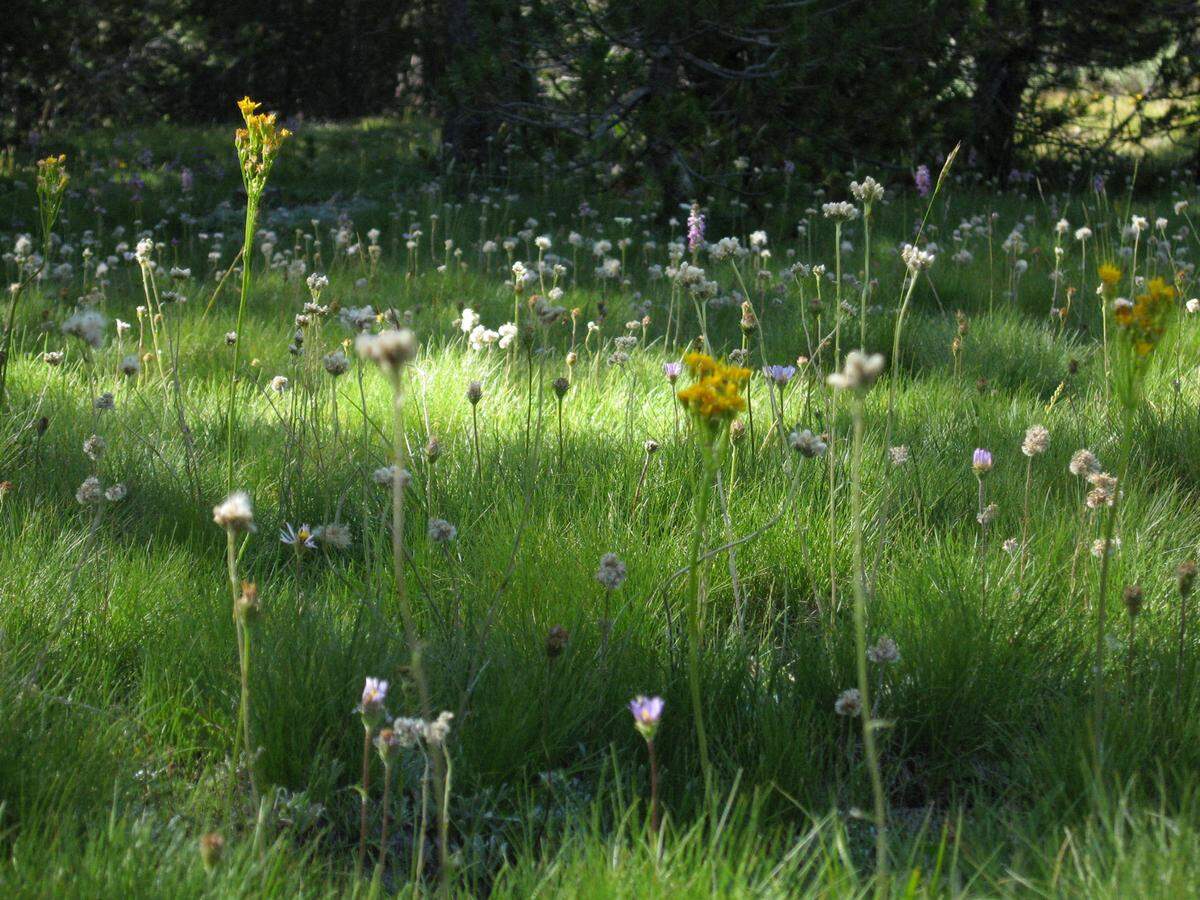 Wildflowers bloom along the John Muir Trail in Lyell Canyon in the Tuolumne Meadows area of Yosemite National Park in this file photo.
