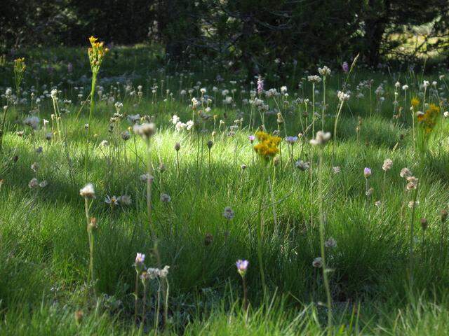 Wildflowers bloom along the John Muir Trail in Lyell Canyon in the Tuolumne Meadows area of Yosemite National Park in this file photo.