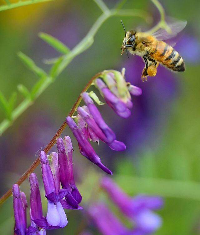 A bee collects pollen among delicate wildflowers on Trimmer Springs Road above Pine Flat Reservoir, April 18, 2020.