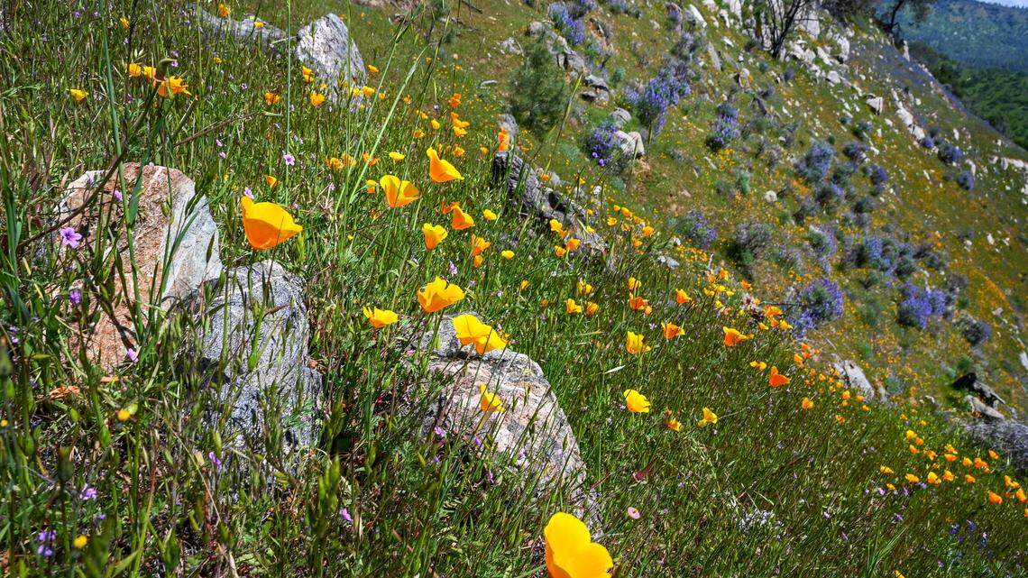 When and where can I see wildflowers in Yosemite? Top spots for blooms