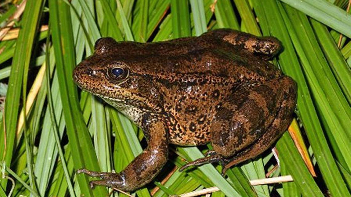 The red-legged frog, once all but vanished from the Santa Monica Mountains, appears to be making a comeback.