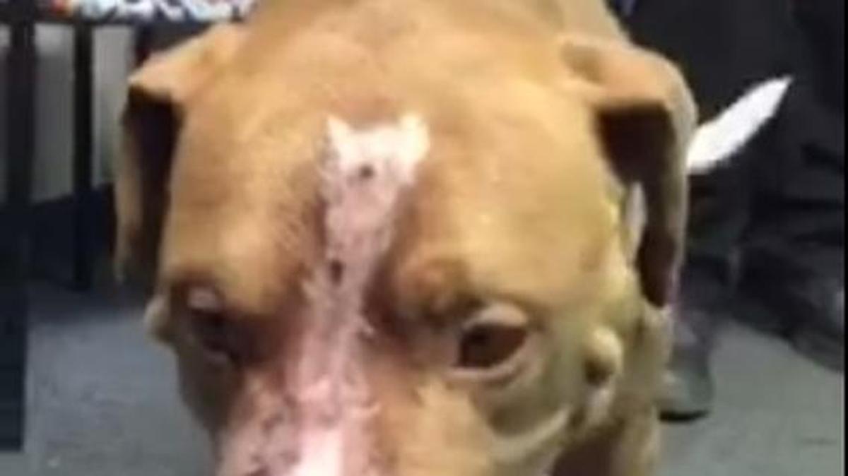 Apollo, a pit bull mix, was found with a gun shot wound to the head in Reedley. He is recovering and needs to be adopted.