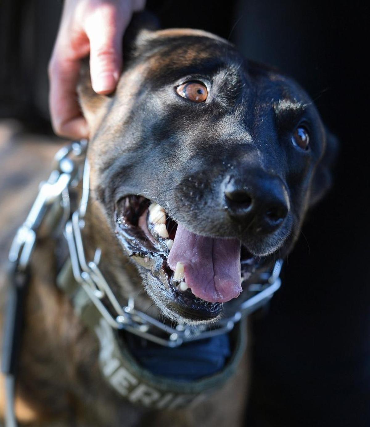 Fresno County Sheriff’s Department K-9 Mikey attends a training with deputy Jerry Kitchens at Lifepoint Worship Center in Fresno on Wednesday, Nov. 29,2017. Mikey is back in duty four months after he was accidentally shot on a call last July.