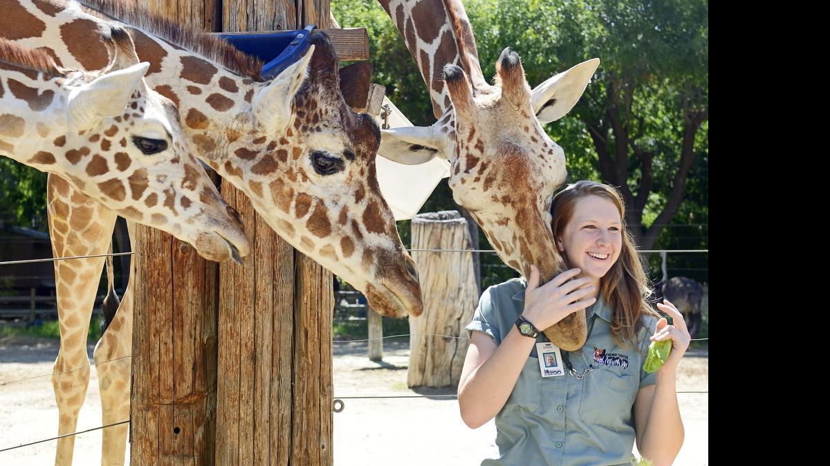 
Sara Bazley, a hoof stock zoo keeper, hangs out withe the giraffes at the Fresno Chaffee Zoo Thursday, July 9, 2015. Bazley recently worked at the Denver zoo but was recently enticed to move to the Fresno zoo because of the nearing completion of the African Adventure section of the zoo. 
