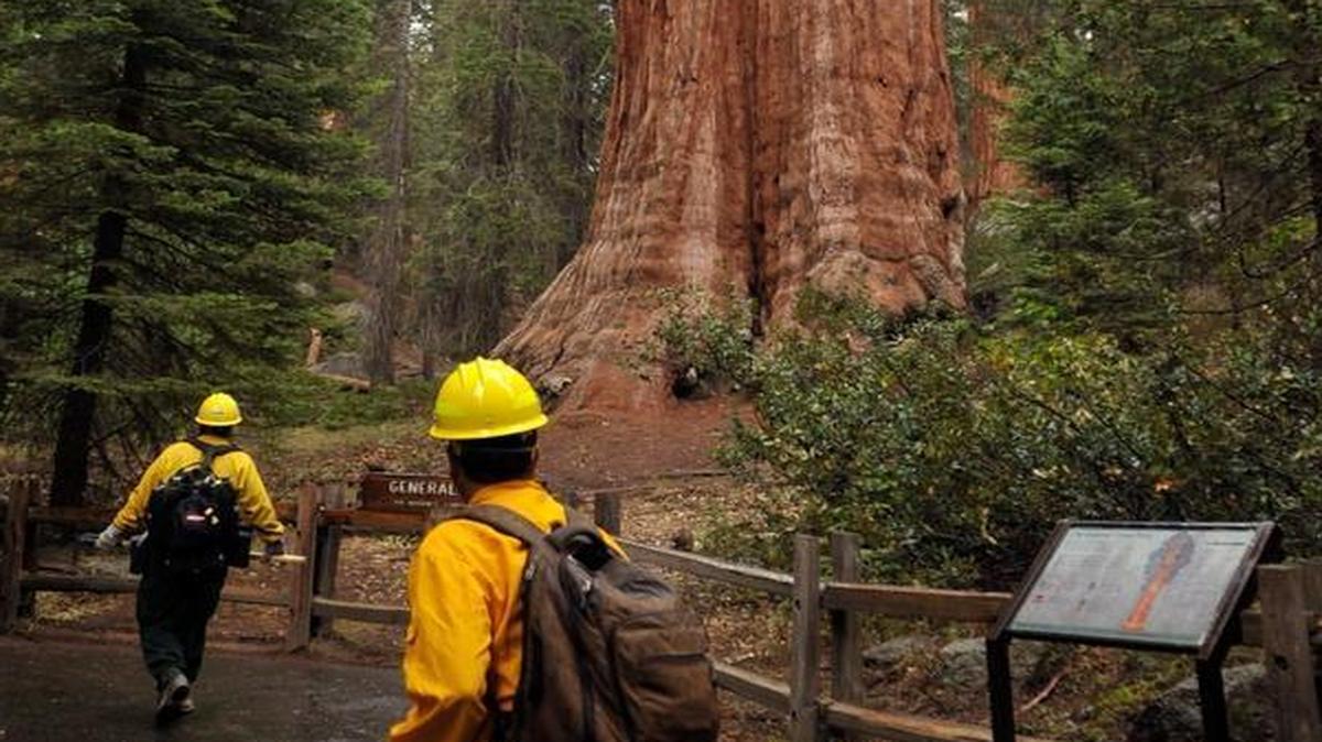 
The General Grant giant sequoia stands as media pass during a tour of the Grant Grove area damaged by the Rough fire Monday, Sept. 14, 2015.
