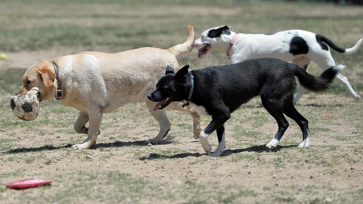 Dogs play with a soccer ball at the Dog Park at Woodward Park in Fresno.