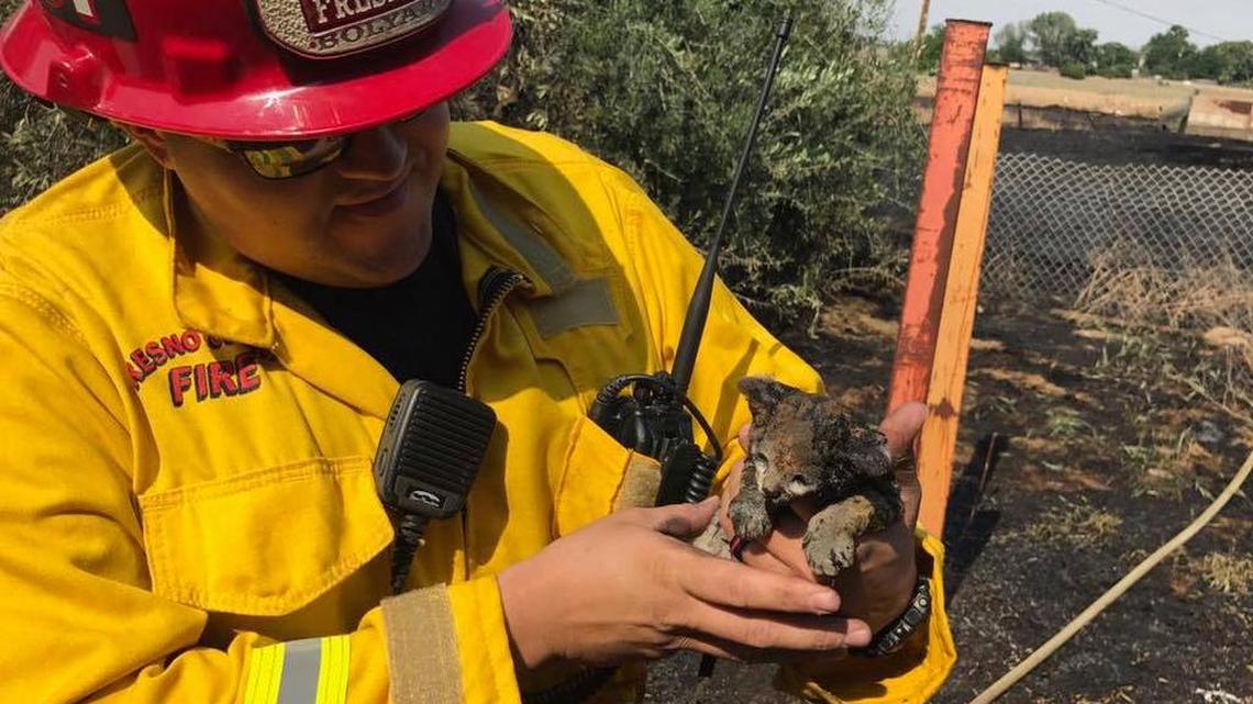 Fresno County Fire saved a small kitten from a two-acre grass fire near Jensen and Prospect avenues on Monday, May 8, 2017. The kitten may have suffered a burn in the ordeal.