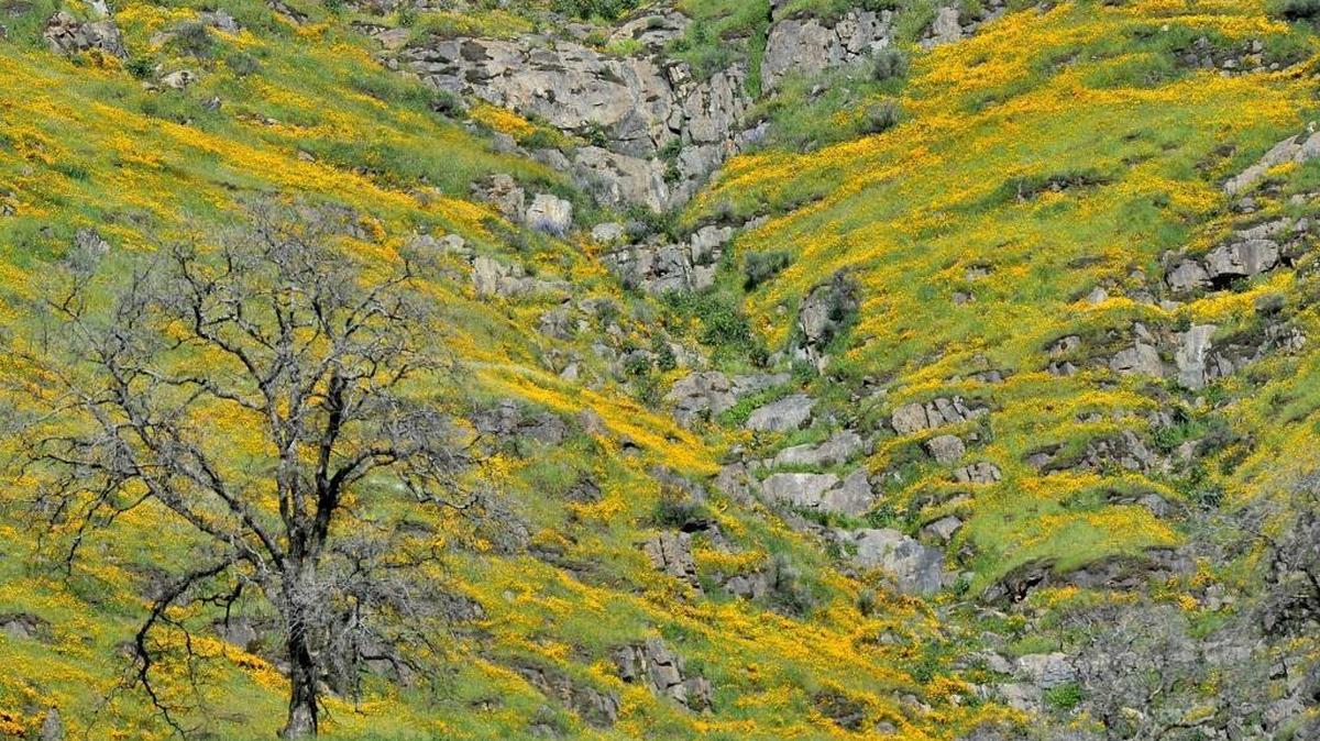 Poppies find the rocky crevices where they thrive above Pine Flat Dam.