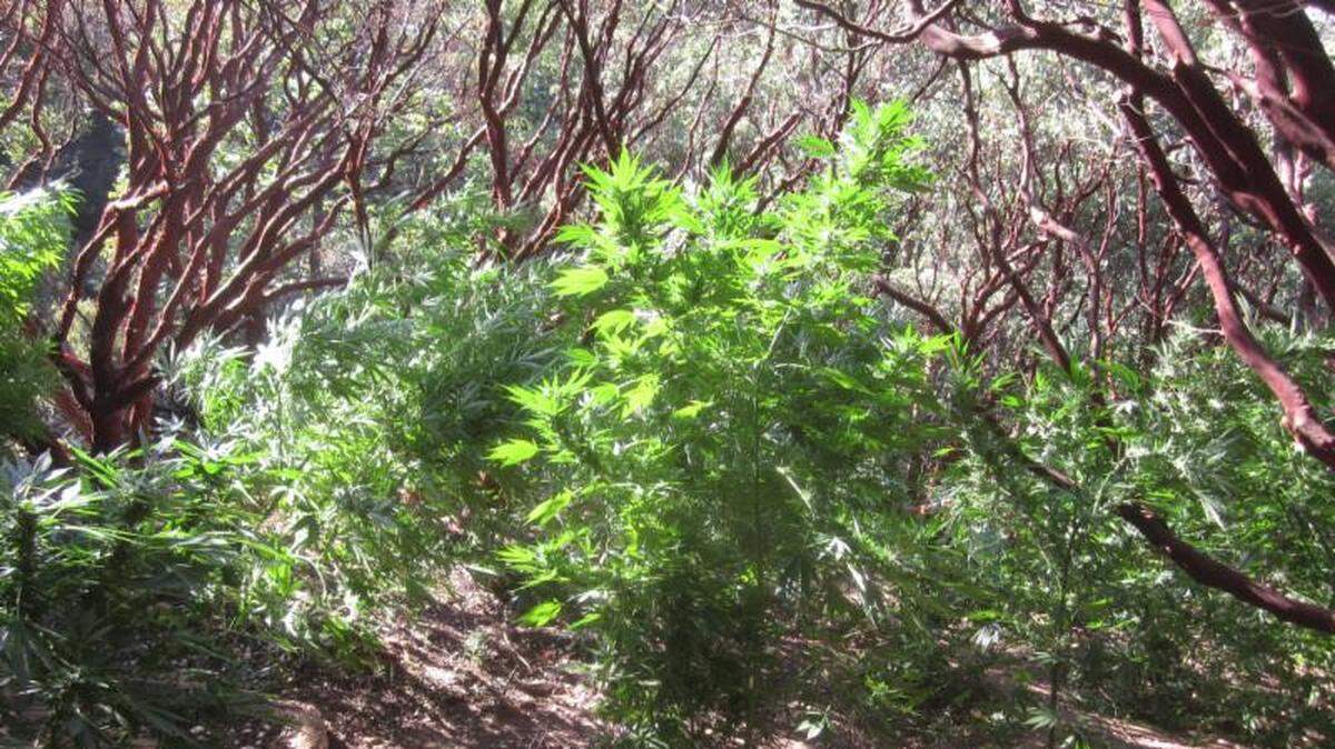 A marijuana grow site found in Sequoia National  Park.