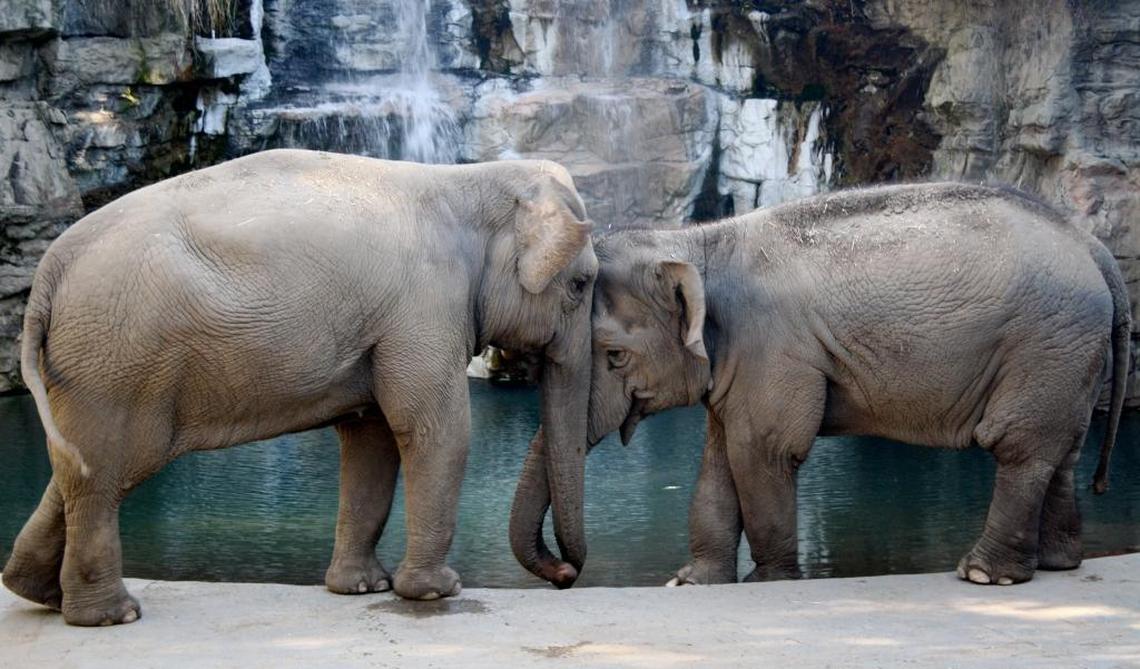 Shaunzi, seen here with her longtime companion Kara at Fresno Chaffee Zoo.