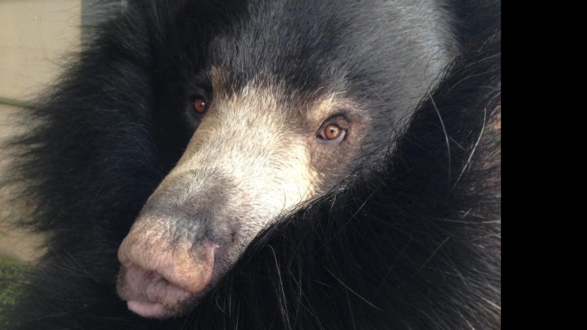 
Daisy the sloth bear
