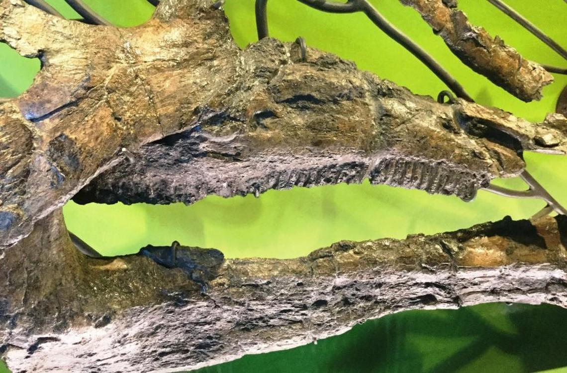 A close-up of the lower jaw of Augustynolophus on display in the Dinosaur Hall at the Natural History Museum of Los Angeles shows the plant-eating dinosaur’s teeth.