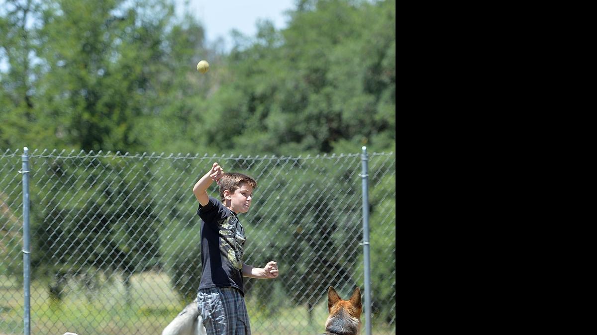 
Cooper Villi, 9, of Fresno, plays fetch with dogs at the Dog Park at Woodward Park in Fresno, California on May 29, 2015.
