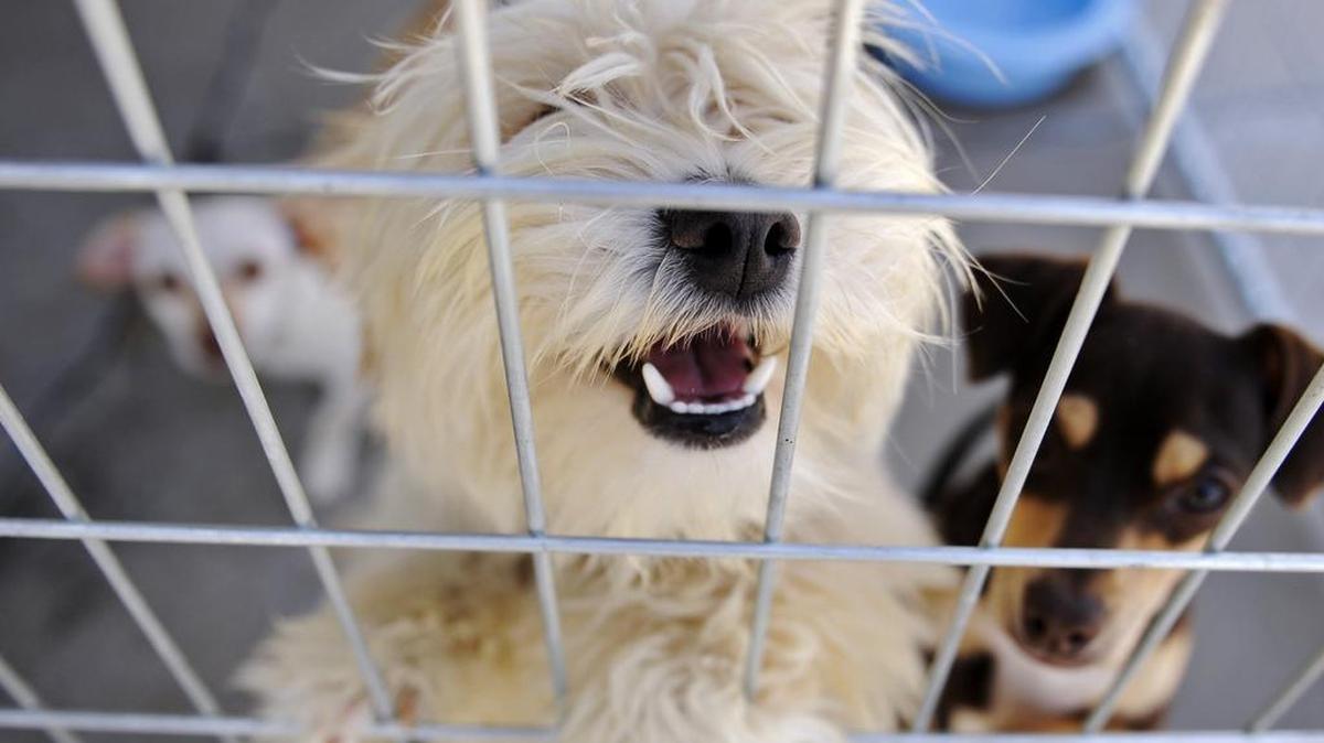 
Einstein, a terrier mix, seeks attention while caged in the intake area at the former Fresno County morgue location, now operated by California Animal Control Services. ERIC PAUL ZAMORA
