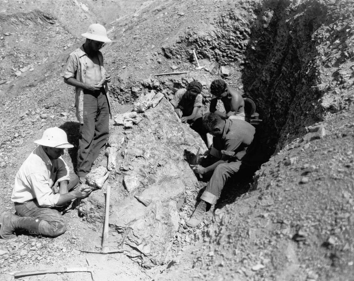 A crew from the California Institute of Technology digs in the Panoche Hills of western Fresno County in 1940 to recover a fossilized skeleton of a duck-billed dinosaur called Augustynolophus.
