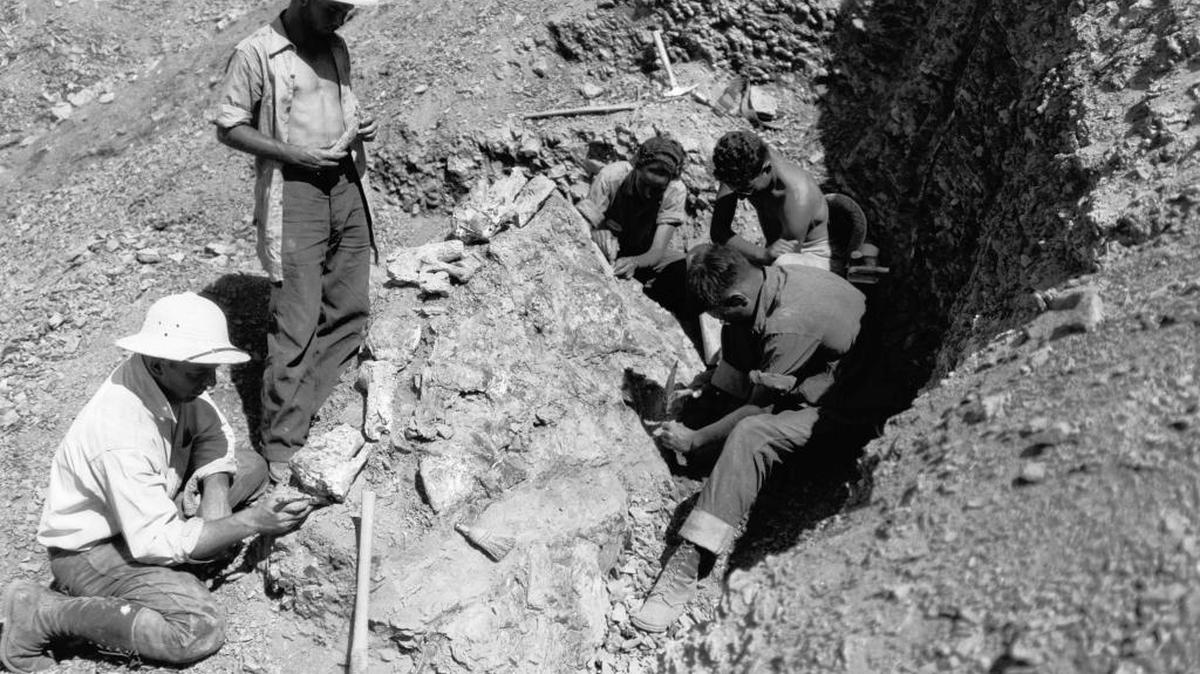 A crew from the California Institute of Technology digs in the Panoche Hills of western Fresno County in 1940 to recover a fossilized skeleton of a duck-billed dinosaur called Augustynolophus.