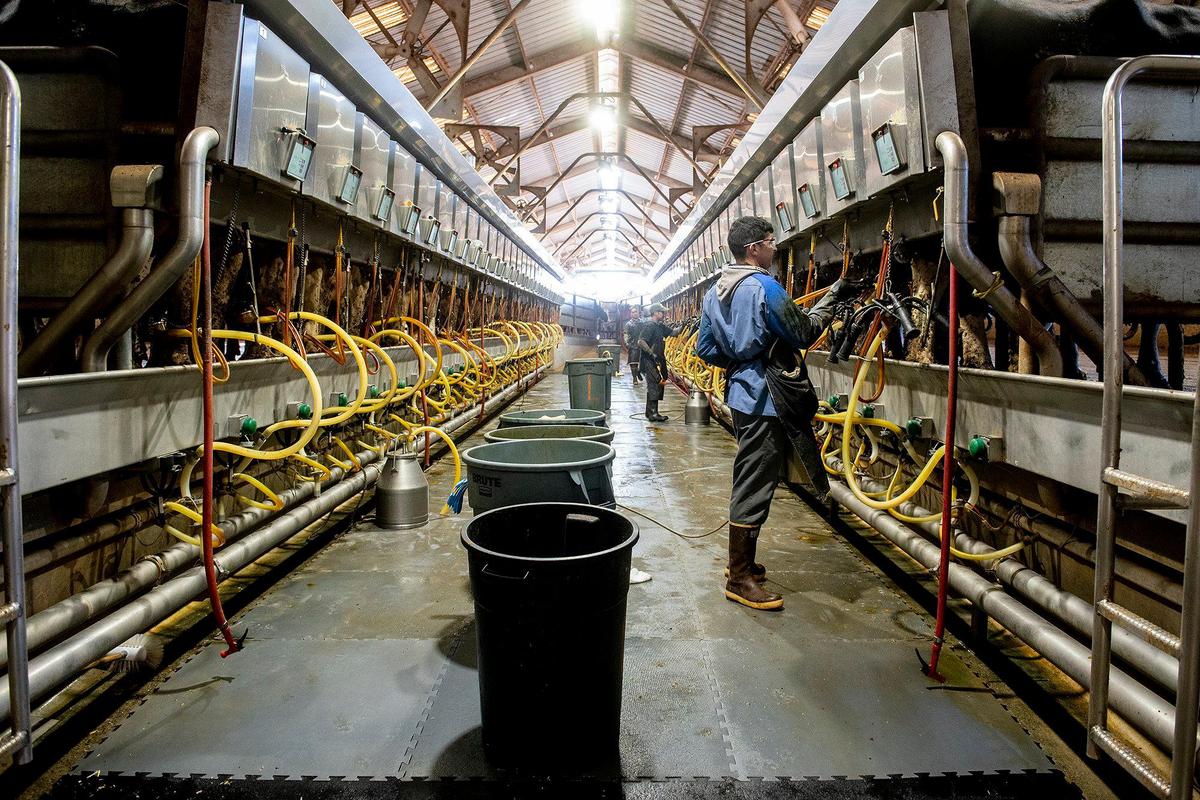 Dairy cows are milked at Hillcrest Dairy in Merced County, Calif., on Thursday, March 17, 2022.