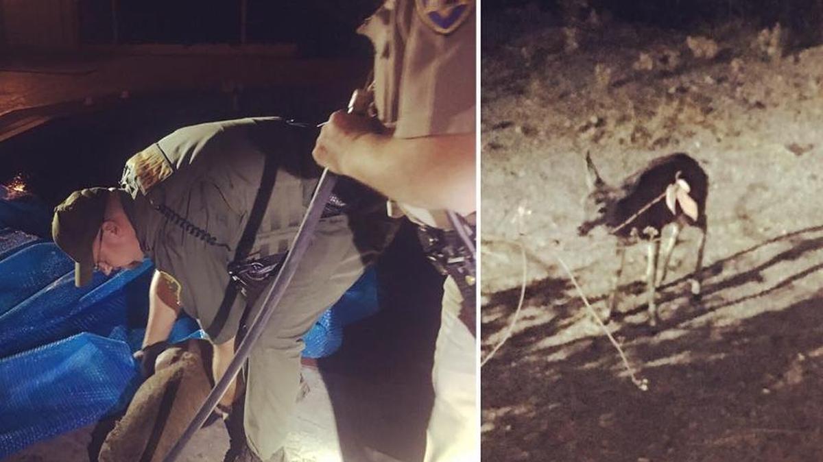 A Madera County sheriff’s deputy earlier this week rescued a baby deer after it fell into an Oakhurst pool.