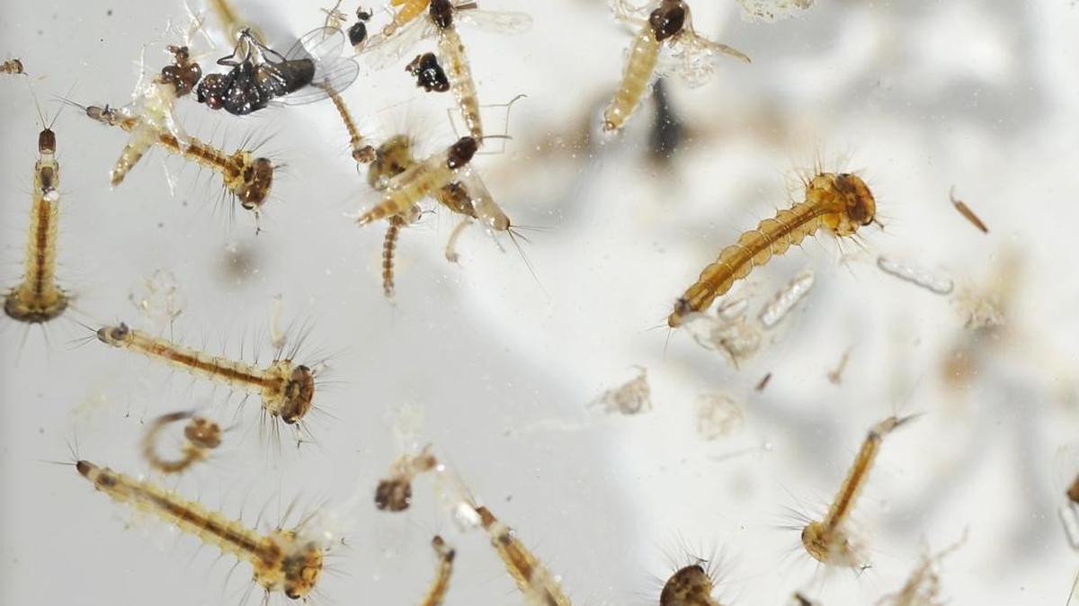 Swarms of mosquito larvae are seen in close-up in water collected from green, algae-laden pool water by representatives of the Fresno Mosquito and Vector Control District, in April 2014.