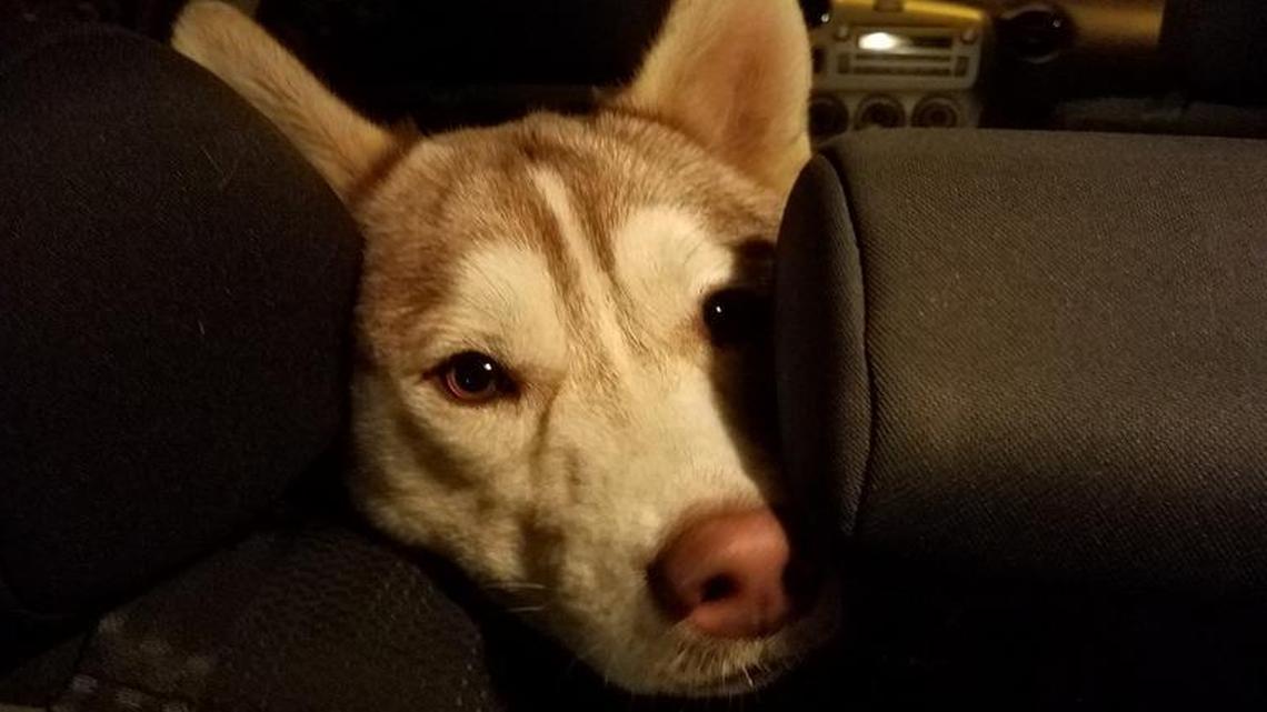 Layla and her sister Jada are looking for a home.