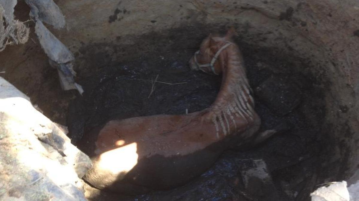 
A horse on an Orosi ranch fell into a deep hole and had to be rescued Sunday.
