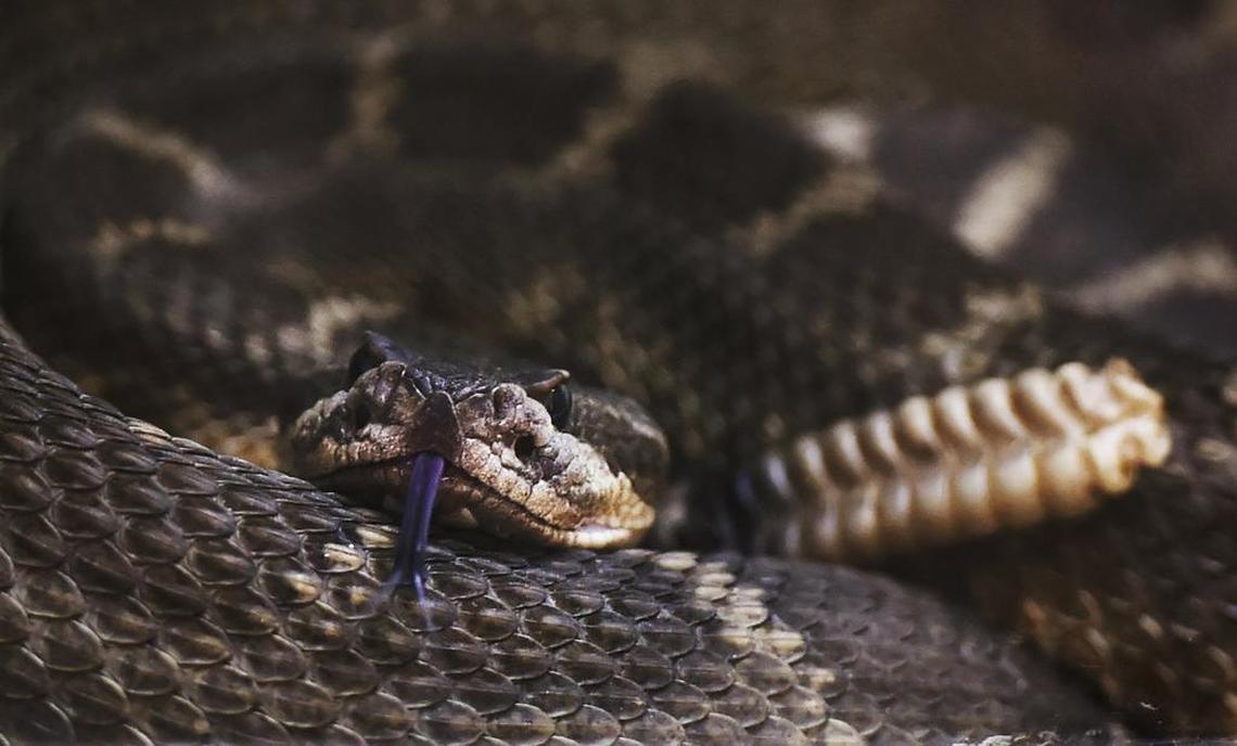 A Northern Pacific rattlesnake, which can be found throughout the Sierra foothills according to Ryan Gruber, Fresno Chaffee Zoo Reptile House zookeeper, can pose a danger to people who encounter one and mishandle the experience. Photographed Tuesday, April 24, 2018 in Fresno.