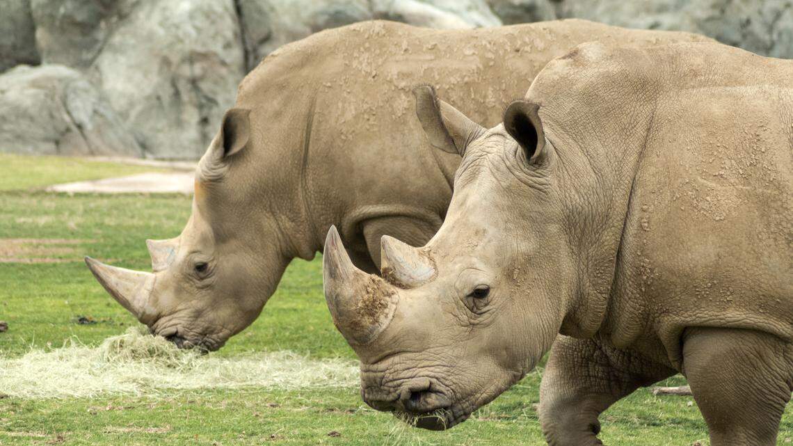 Fresno Chaffee Zoo is sending off one of its white rhinos. Another is on the way