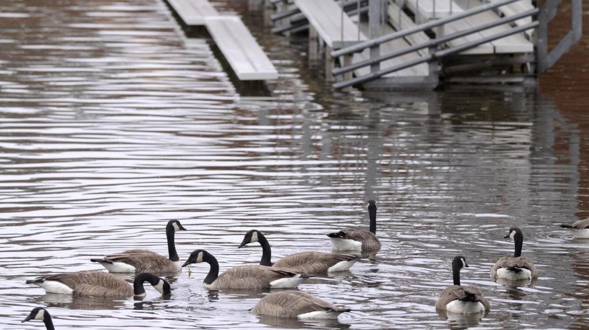 Near partially submerged bleachers, geese forage Tuesday morning, Dec. 22, 2015 during off-and-on showers in the flooded ponding basin of Rotary Park in Clovis. The basin, at Barstow and Villa avenues, serves as ball parks in dry weather.