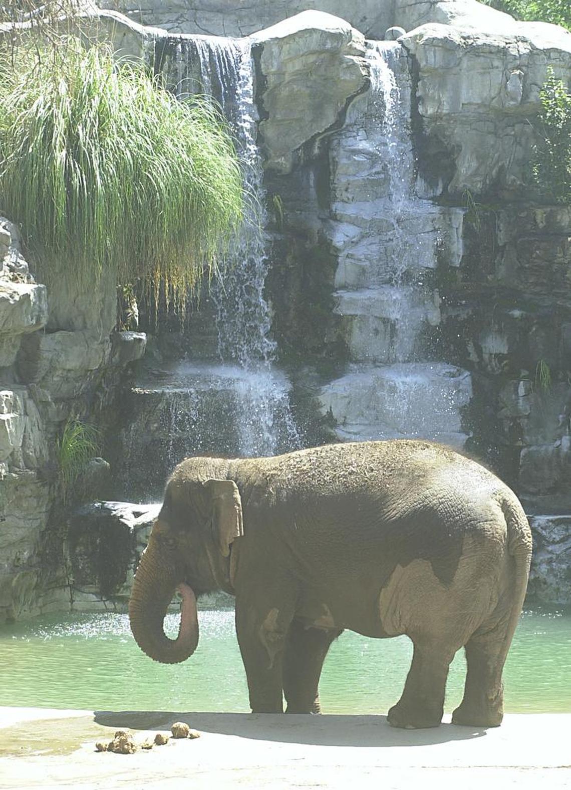 Kara, shown in 2003 cooling off in her pool, had been at the Chaffee Zoo in Fresno, Calif., since 1983.