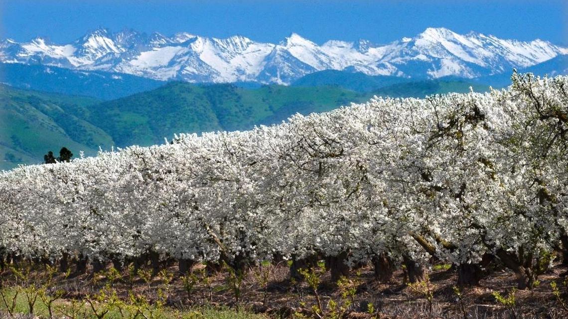 Plum trees are heavy with blossoms under the snow-capped Sierra Nevada on Alta Avenue north of Reedley.