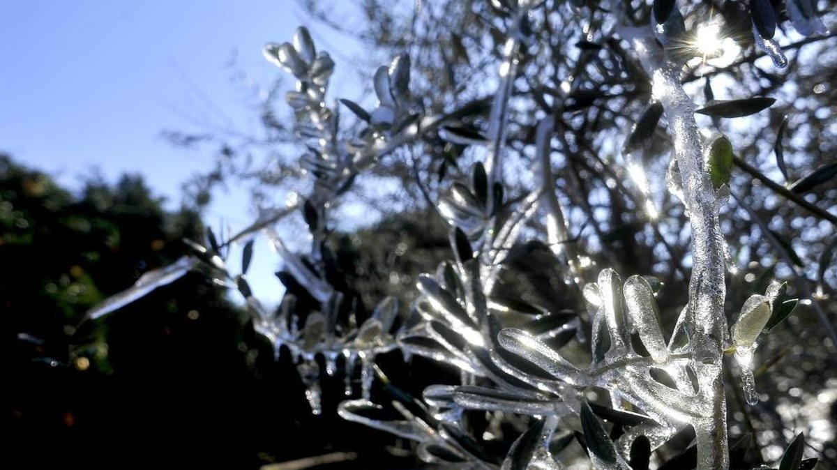 Ice coats branches of an olive tree – the result of irrigation sprinklers – is evidence of freezing temperatures that hit the valley near Sanger last January.