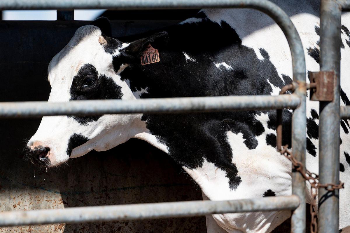 A dairy cow walks down a ramp after milking at Hillcrest Dairy in Merced County, Calif., on Thursday, March 17, 2022.