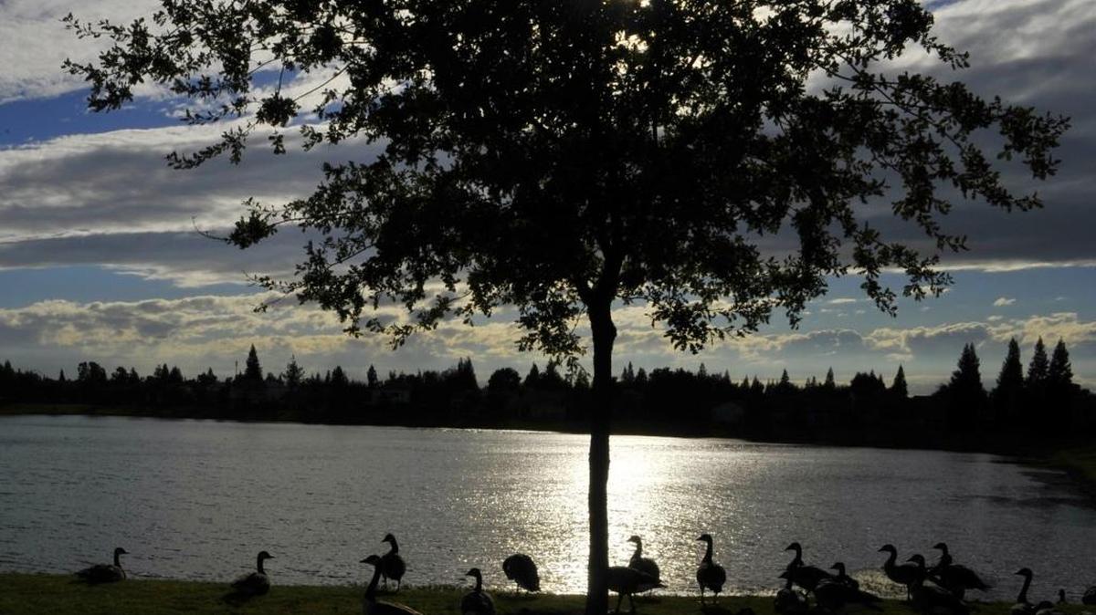 Geese silhouetted against the sun along a recharge basin at the northwest corner of Shepherd Avenue and Chestnut Avenue shown on Thursday, Sept. 25, 2014 in Fresno, Calif.