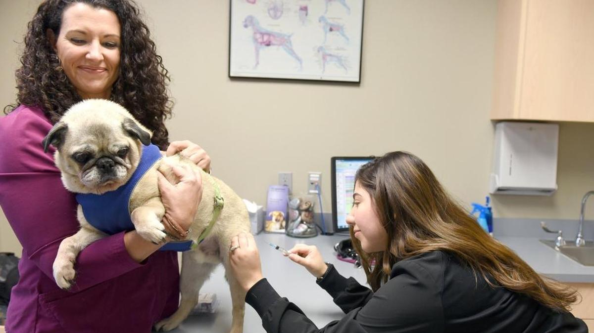 Veterinarian Tiffany Cardoza, left, holds Mel as Cristina Bernal, a certified vet assistant, prepares to give the dog a flu vaccination on Wednesday January 17, 2018 at Sylvan Veterinary Hospital in Modesto, Calif.