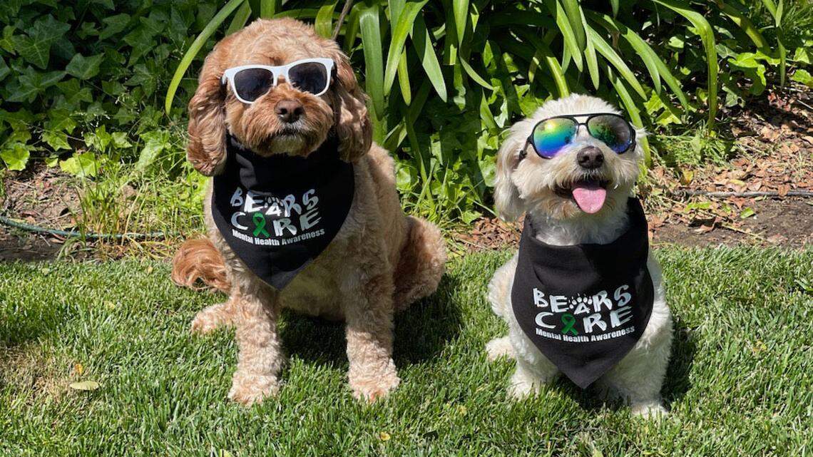 Four-year old Scout and 12-year old Jeter are cockapoos who serve the Selma Unified School District as therapy dogs.