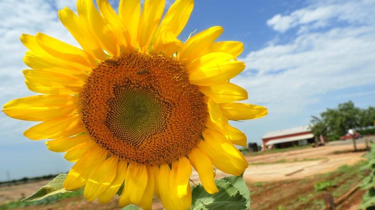 Unusually warm winter days turn thoughts to spring, like when these sunflowers basked in the sun at the Branch and Vine Fruit Barn in a recent season.