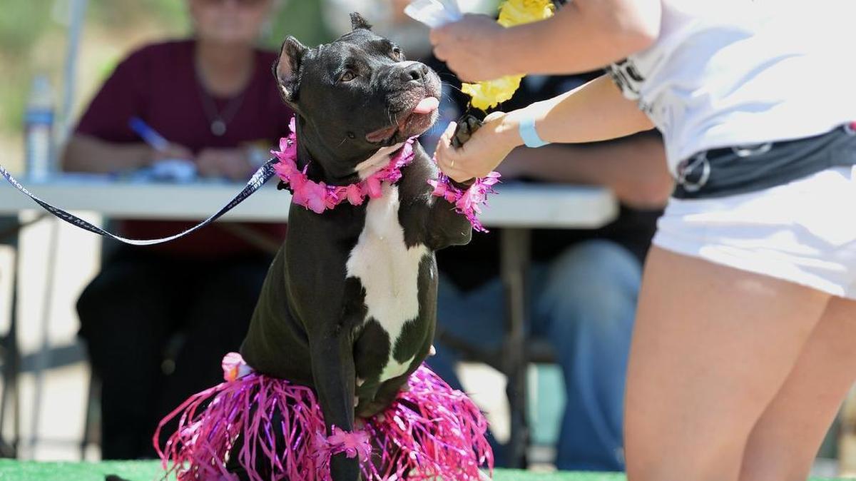 
“Spade”, a 2-year-old pit bull of Clovis, shakes hands during the Hula Wiggle Butt Contest at the Bully Walk 2015 at Woodward Park in Fresno, California on May 31, 2015. The fun-filled day benefits the Fresno Bully Rescue group. All dogs were welcome and are encouraged to wear Hawaiian attire.
